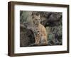 Bobcat-DLILLC-Framed Photographic Print