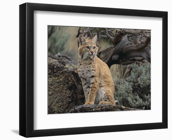 Bobcat-DLILLC-Framed Photographic Print