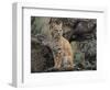 Bobcat-DLILLC-Framed Photographic Print