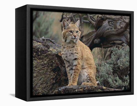 Bobcat-DLILLC-Framed Stretched Canvas