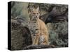 Bobcat-DLILLC-Stretched Canvas