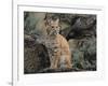 Bobcat-DLILLC-Framed Photographic Print