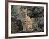 Bobcat-DLILLC-Framed Photographic Print