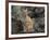 Bobcat-DLILLC-Framed Photographic Print