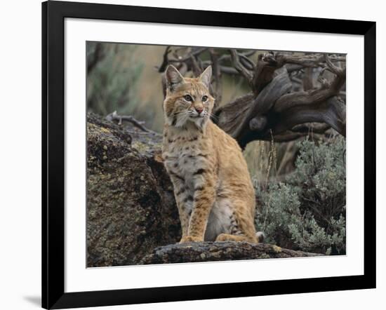 Bobcat-DLILLC-Framed Photographic Print