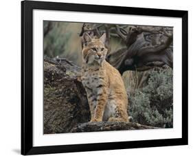 Bobcat-DLILLC-Framed Photographic Print