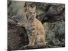 Bobcat-DLILLC-Mounted Photographic Print