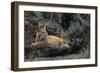 Bobcat-DLILLC-Framed Photographic Print