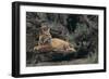 Bobcat-DLILLC-Framed Photographic Print