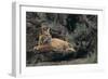 Bobcat-DLILLC-Framed Photographic Print