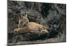 Bobcat-DLILLC-Mounted Photographic Print