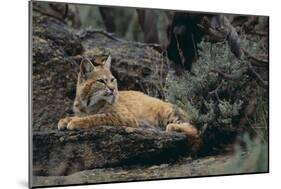 Bobcat-DLILLC-Mounted Photographic Print