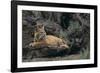 Bobcat-DLILLC-Framed Photographic Print