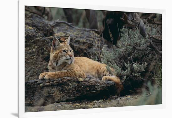 Bobcat-DLILLC-Framed Photographic Print