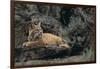 Bobcat-DLILLC-Framed Photographic Print