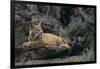 Bobcat-DLILLC-Framed Photographic Print