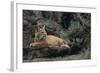 Bobcat-DLILLC-Framed Photographic Print