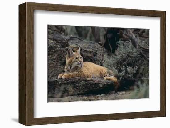 Bobcat-DLILLC-Framed Photographic Print
