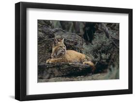 Bobcat-DLILLC-Framed Photographic Print