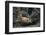 Bobcat-DLILLC-Framed Photographic Print