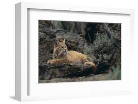 Bobcat-DLILLC-Framed Photographic Print