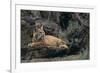 Bobcat-DLILLC-Framed Photographic Print