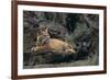 Bobcat-DLILLC-Framed Photographic Print