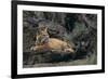 Bobcat-DLILLC-Framed Photographic Print