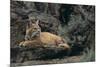 Bobcat-DLILLC-Mounted Photographic Print