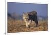 Bobcat-DLILLC-Framed Photographic Print