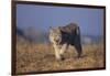 Bobcat-DLILLC-Framed Photographic Print