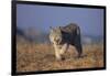 Bobcat-DLILLC-Framed Photographic Print