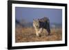 Bobcat-DLILLC-Framed Photographic Print