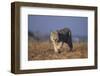 Bobcat-DLILLC-Framed Photographic Print