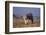 Bobcat-DLILLC-Framed Photographic Print