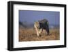 Bobcat-DLILLC-Framed Photographic Print