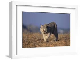 Bobcat-DLILLC-Framed Photographic Print