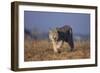 Bobcat-DLILLC-Framed Photographic Print