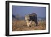 Bobcat-DLILLC-Framed Photographic Print