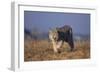 Bobcat-DLILLC-Framed Photographic Print