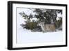 Bobcat-null-Framed Photographic Print