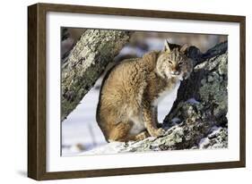 Bobcat-null-Framed Photographic Print