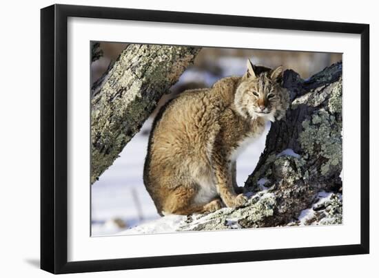 Bobcat-null-Framed Photographic Print