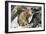 Bobcat-null-Framed Photographic Print