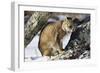 Bobcat-null-Framed Photographic Print