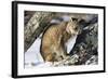 Bobcat-null-Framed Photographic Print