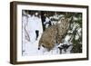 Bobcat-null-Framed Photographic Print