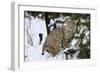 Bobcat-null-Framed Photographic Print