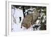 Bobcat-null-Framed Photographic Print