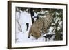 Bobcat-null-Framed Photographic Print